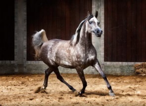 Minden arab lófajta áttekintést, leírást és jellemzést fotó és videó