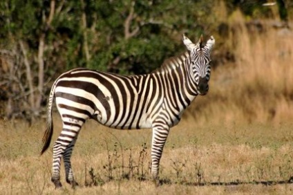 Zebra (állati)