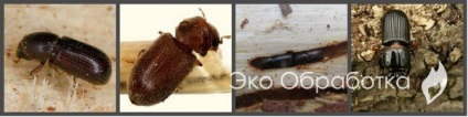 Beetle asztalos -, hogyan kell harcolni egy fából készült ház