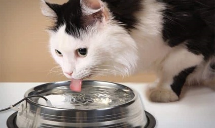 10 Ways, hogy meghosszabbítja az életet a macska
