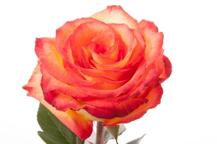 7. A legjobb fajták holland rózsa Leírás jellemzőit posadkai ellátás