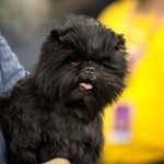 Affenpinscher fotó, leírás és fajtastandardnak