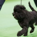 Affenpinscher fotó, leírás és fajtastandardnak