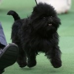 Affenpinscher fotó, leírás és szabványos a fajta (fajta) Affenpinscher fotó, leírás és fajtastandardnak