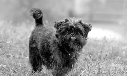 Affenpinscher - fotó, leírás, jellegét, tartalmát, vásárlás, vélemény