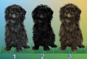 Affenpinscher leírása kutya jellemzőit és tartalmát német dog (rock) Affenpinscher kutyafajta leírása, jellemzői és tartalma a német dog