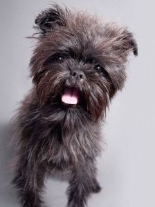 Affenpinscher leírása kutya jellemzőit és tartalmát német dog (kutya) Affenpinscher kutyafajta leírása, jellemzői és tartalma a német dog