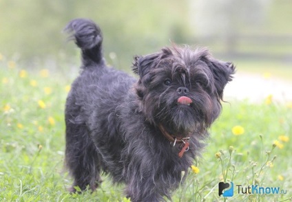 Affenpinscher fajta leírását, a tartalom, az ár (jellegű ez a kicsi) Affenpinscher fajta leírás, tartalom, az ár