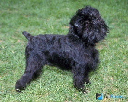 Affenpinscher fajta leírás, tartalom, az ár (Affenpinscher) Affenpinscher fajta leírás, tartalom, az ár