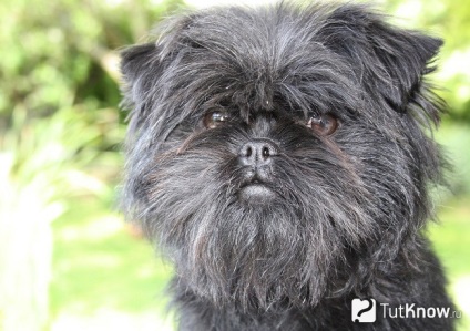 Affenpinscher fajta leírás, tartalom, az ár (Affenpinscher) Affenpinscher fajta leírás, tartalom, az ár
