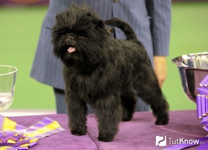Affenpinscher fajta leírás, tartalom, az ár (háziállatok) Affenpinscher fajta leírás, tartalom, az ár