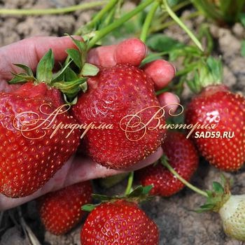 AGROFIRM victoria mail csemeték (palánták gyümölcs óvoda) Victoria palánták Agrofirma mail