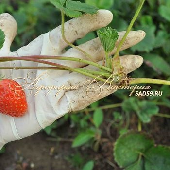 AGROFIRM victoria palánták mail (Cseljabinszk) Victoria palánták Agrofirma mail