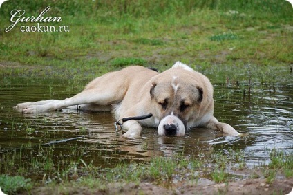 Alabai - részletek a kutyafajta közép-ázsiai juhászkutya fotókkal