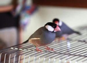 Finches hígítási otthoni tartalom reprodukálásához (hígítás) Finch tenyésztés az otthoni tartalmát, reprodukció