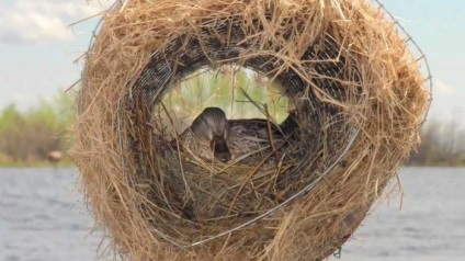Finches hígítási otthoni tartalom reprodukálásához (pintyeket otthon) Finch tenyésztés az otthoni tartalmát, reprodukció