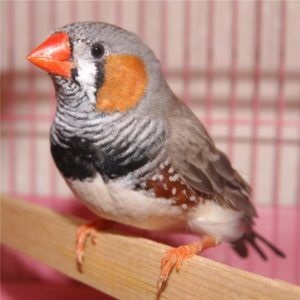 Finches hígítási otthoni tartalom reprodukálásához (feltételek) Finch tenyésztés az otthoni tartalmát, reprodukció