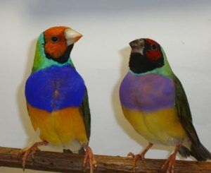 Finches hígítási otthoni tartalom reprodukálásához (szaporodás) Finch tenyésztés az otthoni tartalmát, reprodukció