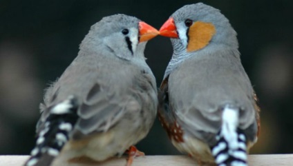 Finches hígítási otthoni tartalom reprodukálásához (pintyeket) Finch tenyésztés az otthoni tartalmát, reprodukció