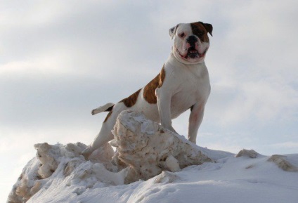 Amerikai bulldog - Breed leírás, karakter, ellátás