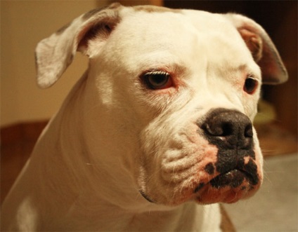 Amerikai bulldog ajánlásokat ház, etetés és képzés
