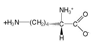 Az aminosav lizin - haszon és kárt -, amely tartalmaz