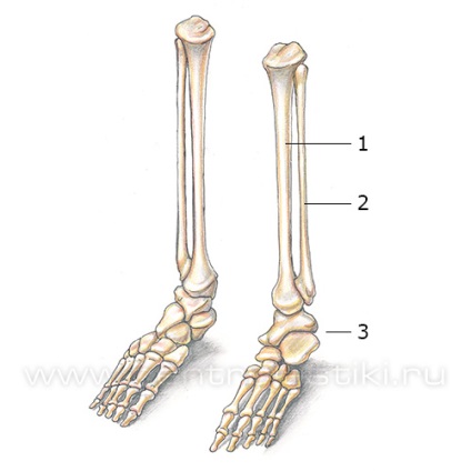 alsó lábszár anatómiája