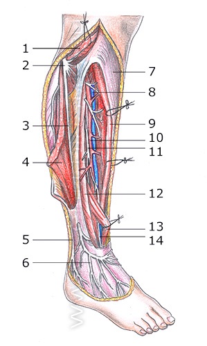lábszár anatómiája)