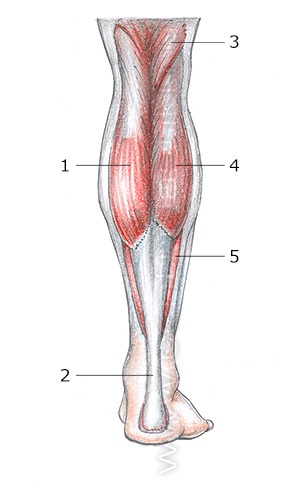 alsó lábszár anatómiája