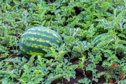 Astrakhan görögdinnye - további jellemzőit és tulajdonságait a termesztés!
