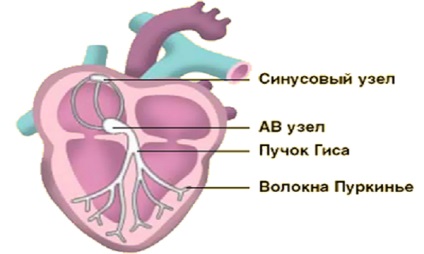 Aritmia az EKG külleme és hogyan jelenik meg (aritmia) Aritmia az EKG külleme és hogyan teremthettek