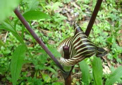 Arisaema (60 kép) leírás, fajták, telepítése és karbantartása, kombinálva más növények felhasználása (fotó) Arisaema (60 kép) leírás, fajták, telepítése és karbantartása, kombinálva más növények, alkalmazás