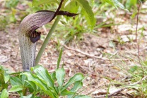 Arisaema (60 kép) leírás, fajták, telepítése és karbantartása, kombinálva más növények felhasználása (fotó) Arisaema (60 kép) leírás, fajták, telepítése és karbantartása, kombinálva más növények, alkalmazás