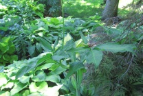 Arisaema (60 kép) leírás, fajták, telepítése és karbantartása, kombinálva más növények alkalmazása (grade) Arisaema (60 kép) leírás, fajták, telepítése és karbantartása, kombinálva más növények, alkalmazás