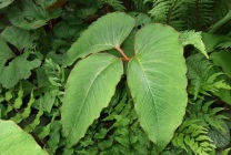 Arisaema (60 kép) leírás, fajták, telepítése és karbantartása, kombinálva más növények alkalmazása (grade) Arisaema (60 kép) leírás, fajták, telepítése és karbantartása, kombinálva más növények, alkalmazás