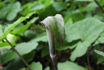 Arisaema (60 kép) leírás, fajták, telepítése és karbantartása, kombinálva más növények felhasználása (leszállás) Arisaema (60 kép) leírás, fajták, telepítése és karbantartása, kombinálva más növények, alkalmazás