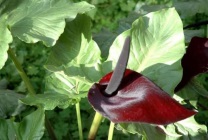 Arisaema (60 kép) leírás, fajták, telepítése és karbantartása, kombinálva más növények felhasználása (Arisaema) Arisaema (60 kép) leírás, fajták, telepítése és karbantartása, kombinálva más növények, alkalmazás