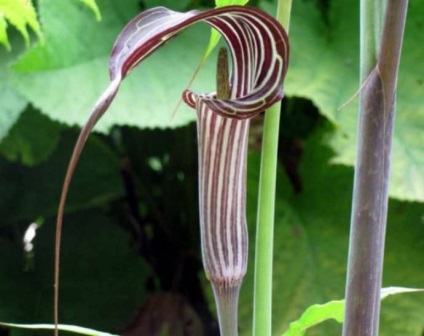 Arisaema (60 kép) leírás, fajták, telepítése és karbantartása, kombinálva más növények felhasználása (leszállás) Arisaema (60 kép) leírás, fajták, telepítése és karbantartása, kombinálva más növények, alkalmazás
