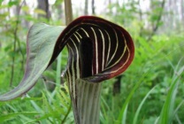 Arisaema (60 kép) leírás, fajták, telepítése és karbantartása, kombinálva más növények felhasználása (fotó) Arisaema (60 kép) leírás, fajták, telepítése és karbantartása, kombinálva más növények, alkalmazás