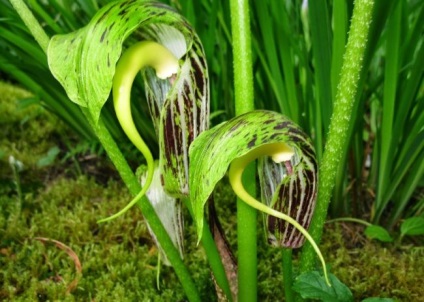 Arisaema (60 kép) leírás, fajták, telepítése és karbantartása, kombinálva más növények felhasználása (Arisaema) Arisaema (60 kép) leírás, fajták, telepítése és karbantartása, kombinálva más növények, alkalmazás