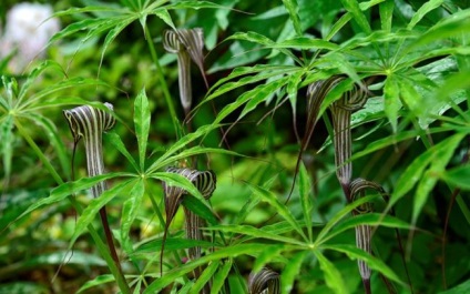 Arisaema (60 kép) leírás, fajták, telepítése és karbantartása, kombinálva más növények felhasználása (leszállás) Arisaema (60 kép) leírás, fajták, telepítése és karbantartása, kombinálva más növények, alkalmazás