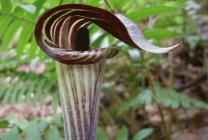 Arisaema (60 kép) leírás, fajták, telepítése és karbantartása, kombinálva más növények felhasználása (leszállás) Arisaema (60 kép) leírás, fajták, telepítése és karbantartása, kombinálva más növények, alkalmazás