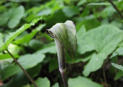 Arisaema (60 kép) leírás, fajták, telepítése és karbantartása, kombinálva más növények felhasználása (Arisaema) Arisaema (60 kép) leírás, fajták, telepítése és karbantartása, kombinálva más növények, alkalmazás