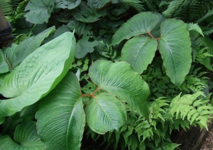 Arisaema (60 kép) leírás, fajták, telepítése és karbantartása, kombinálva más növények felhasználása (Arisaema) Arisaema (60 kép) leírás, fajták, telepítése és karbantartása, kombinálva más növények, alkalmazás