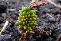 Arisaema (60 kép) leírás, fajták, telepítése és karbantartása, kombinálva más növények alkalmazása (grade) Arisaema (60 kép) leírás, fajták, telepítése és karbantartása, kombinálva más növények, alkalmazás