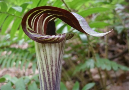 Arisaema (60 kép) leírás, fajták, telepítése és karbantartása, kombinálva más növények alkalmazása (grade) Arisaema (60 kép) leírás, fajták, telepítése és karbantartása, kombinálva más növények, alkalmazás