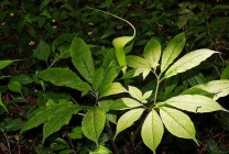 Arisaema (60 kép) leírás, fajták, telepítése és karbantartása, kombinálva más növények alkalmazása (grade) Arisaema (60 kép) leírás, fajták, telepítése és karbantartása, kombinálva más növények, alkalmazás