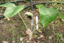 Arisaema (60 kép) leírás, fajták, telepítése és karbantartása, kombinálva más növények felhasználása (Arisaema) Arisaema (60 kép) leírás, fajták, telepítése és karbantartása, kombinálva más növények, alkalmazás