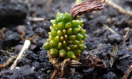 Arisaema (60 kép) leírás, fajták, telepítése és karbantartása, kombinálva más növények alkalmazása (grade) Arisaema (60 kép) leírás, fajták, telepítése és karbantartása, kombinálva más növények, alkalmazás
