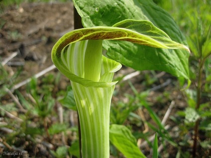 Arisaema Amur, a japán három ponyvás, valamint a művelési és gondozás